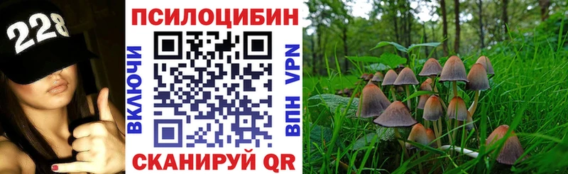 Галлюциногенные грибы Psilocybe  купить   Дербент 